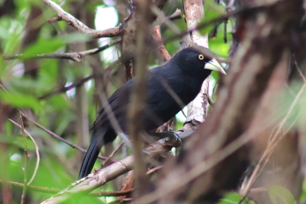 Yellow-billed Cacique - ML626089279