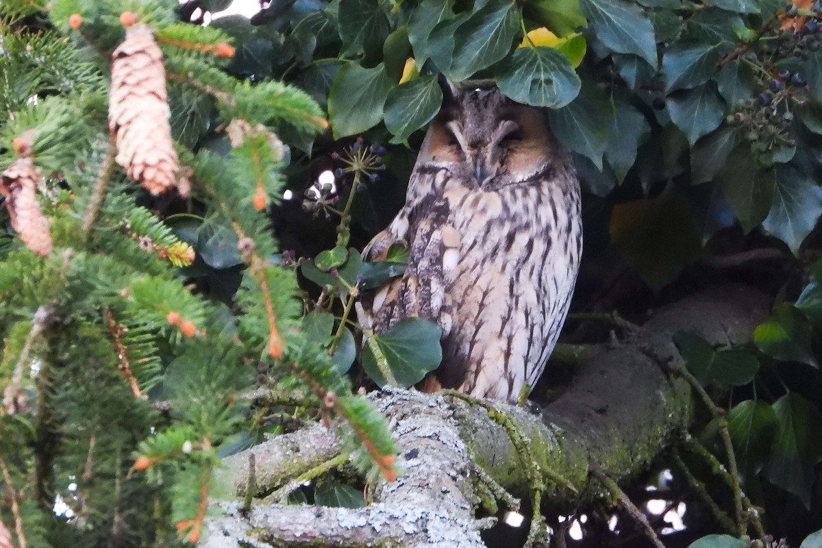 Long-eared Owl - ML626089429