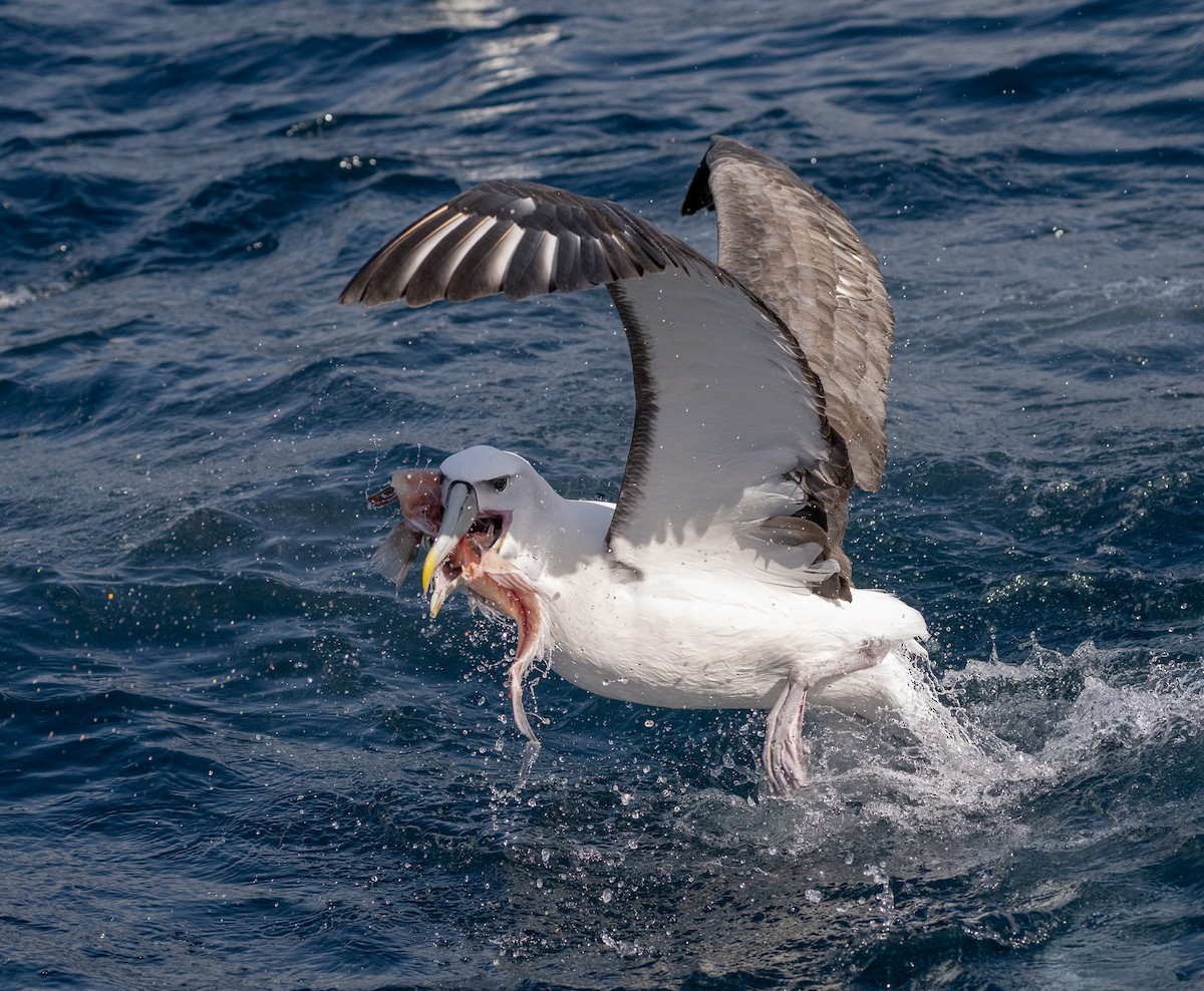 White-capped Albatross - ML626089432