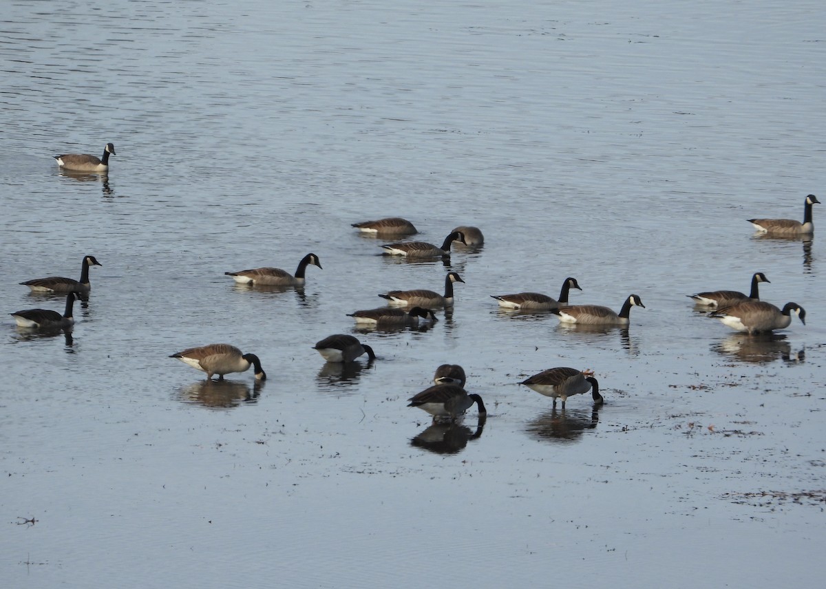 Canada Goose - ML626089812