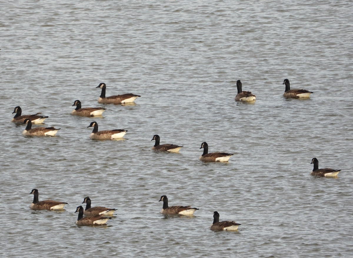 Canada Goose - ML626089822