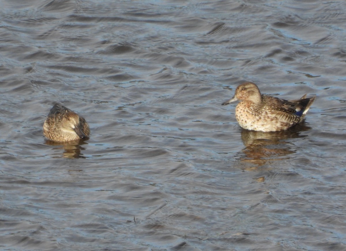 Ногоохон нугас - ML626089864