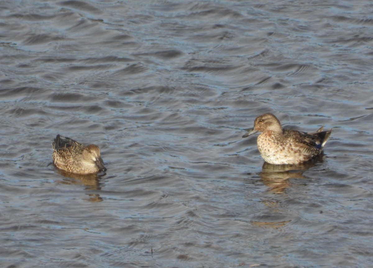 Ногоохон нугас - ML626089865