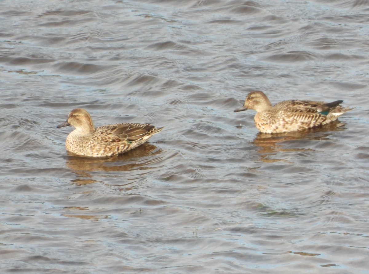 Ногоохон нугас - ML626089866