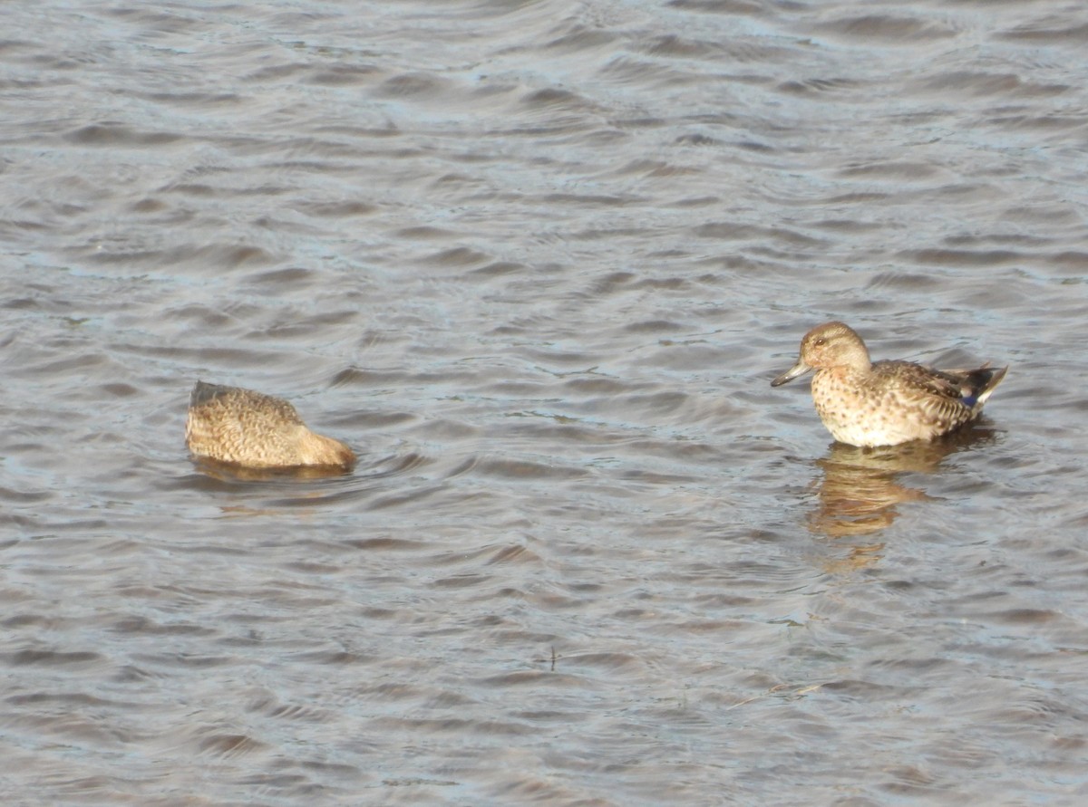 Ногоохон нугас - ML626089867