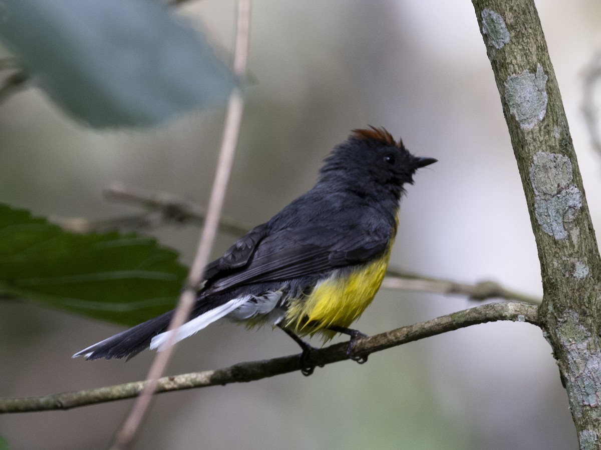 Slate-throated Redstart - ML626089872