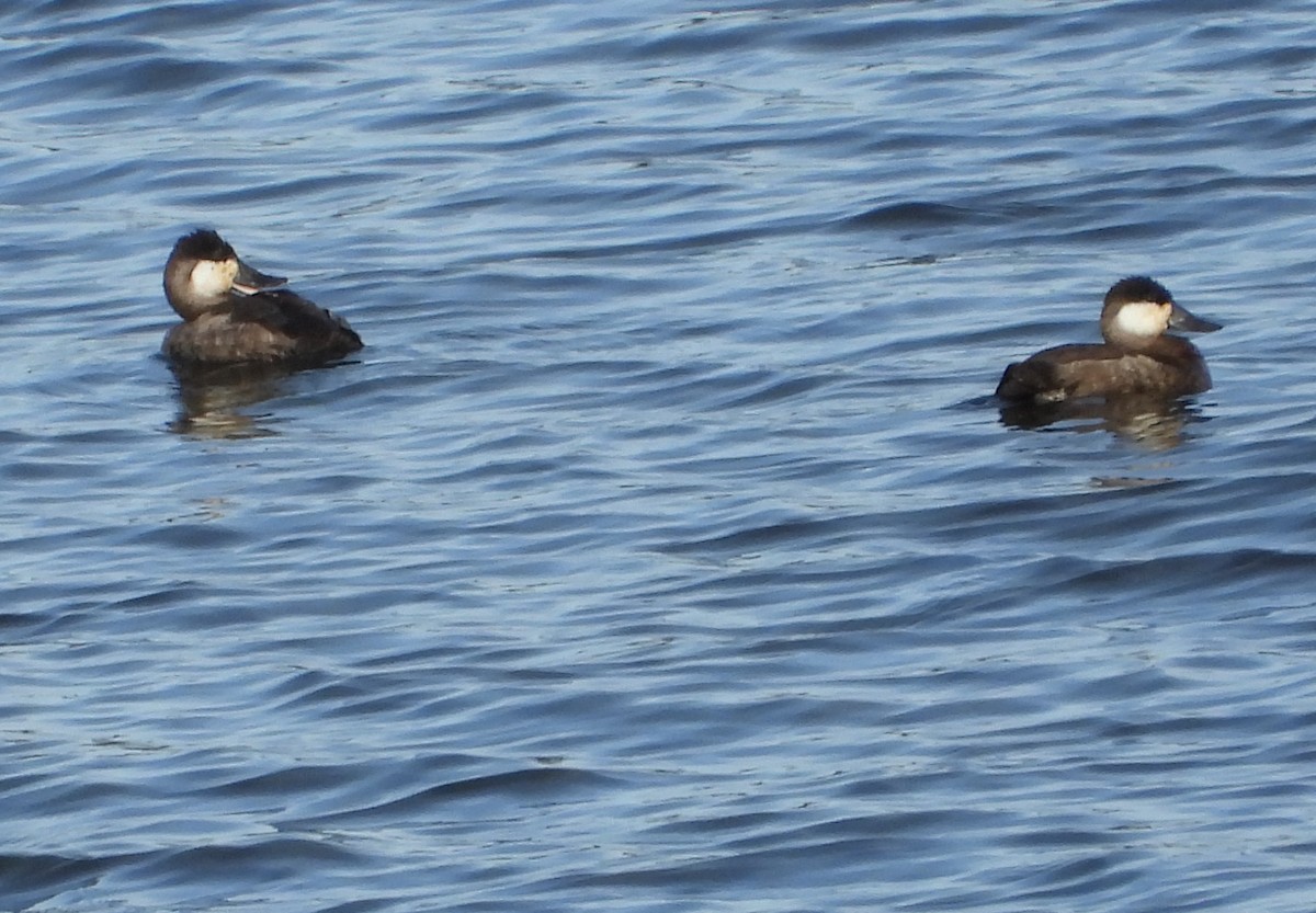 Ruddy Duck - ML626089949