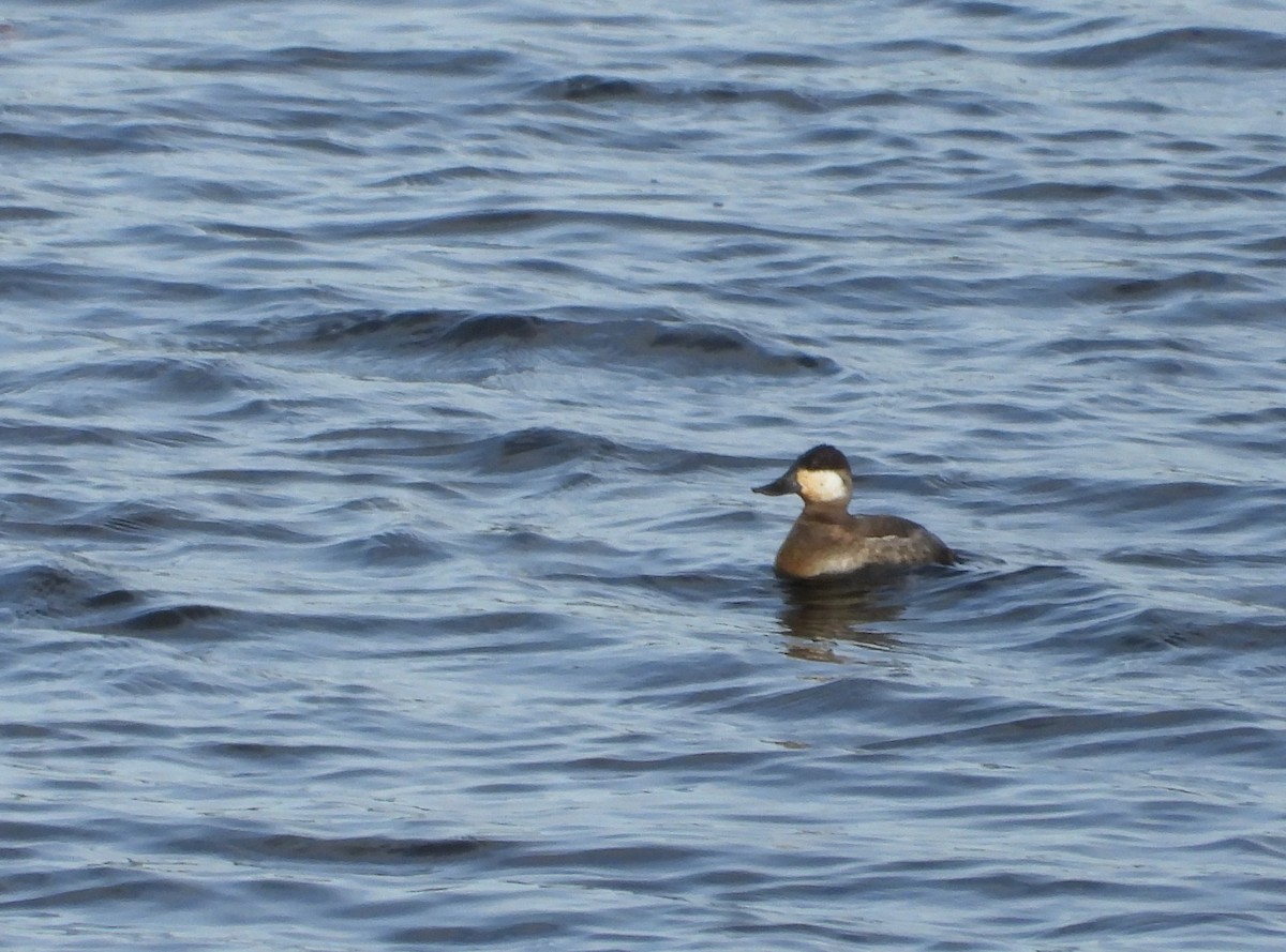 Ruddy Duck - ML626089950