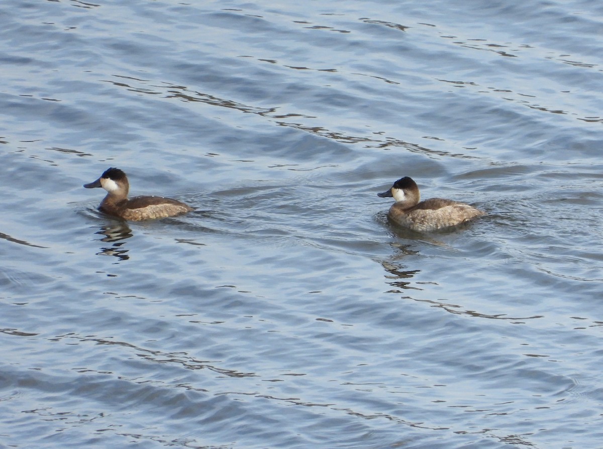 Ruddy Duck - ML626089951