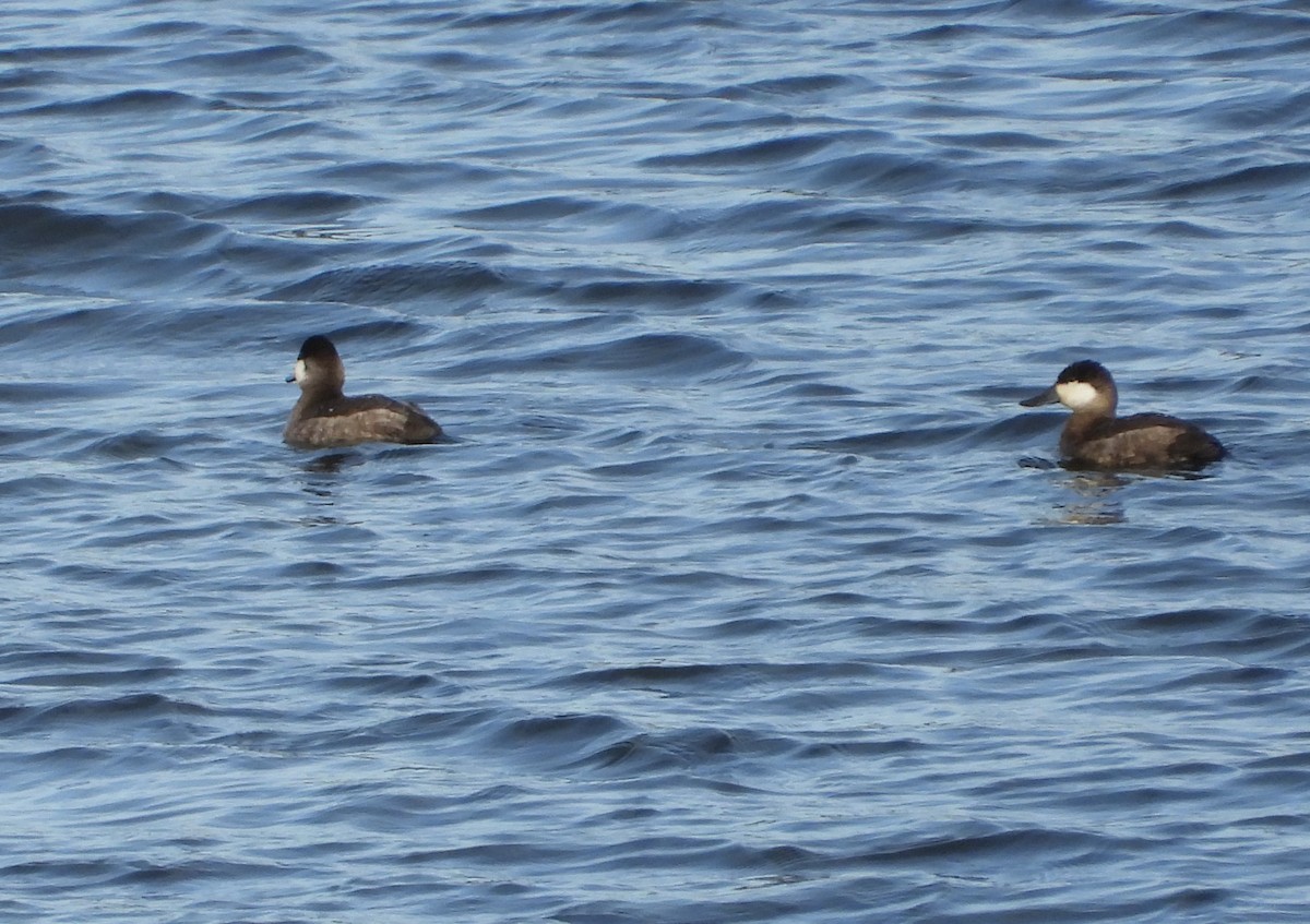 Ruddy Duck - ML626089952