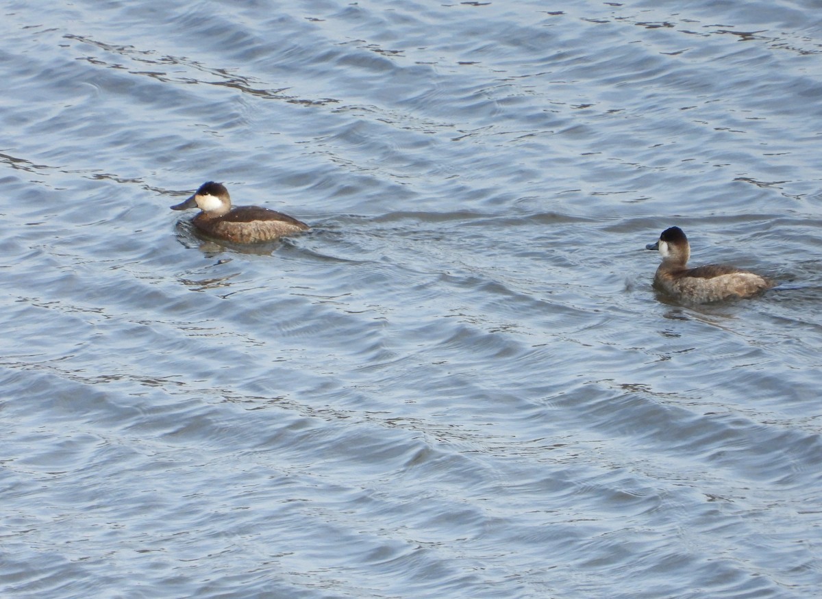 Ruddy Duck - ML626089954