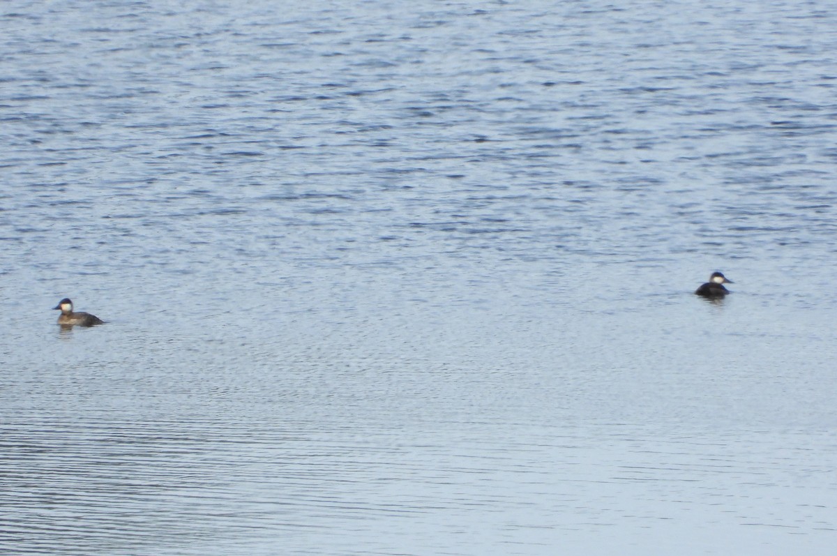 Ruddy Duck - ML626089955