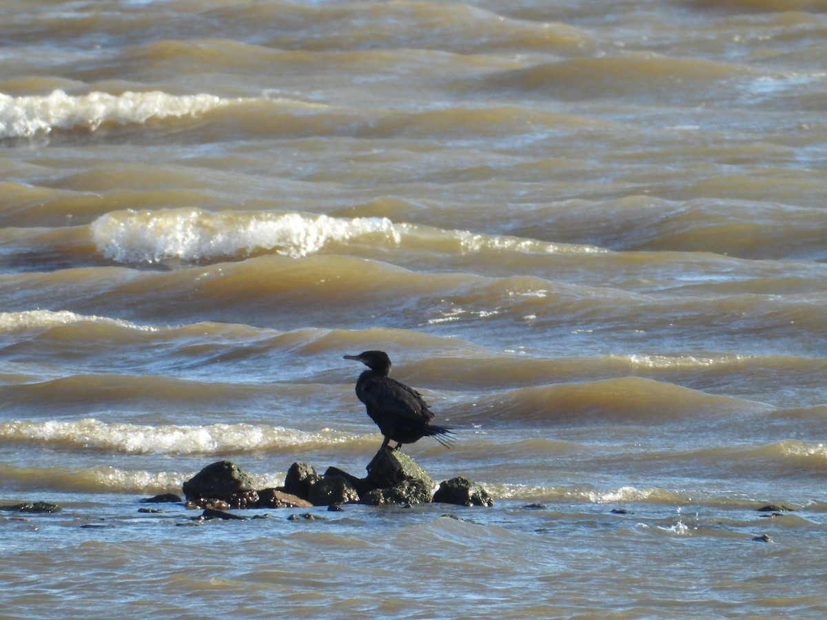 Neotropic Cormorant - ML626089972