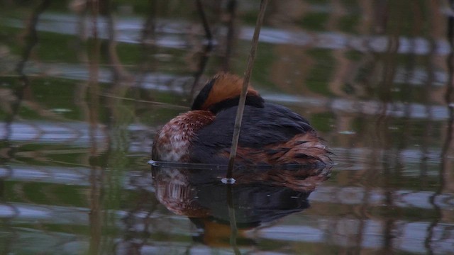 Horned Grebe - ML626089979