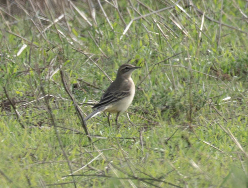Western Yellow Wagtail - ML626090236