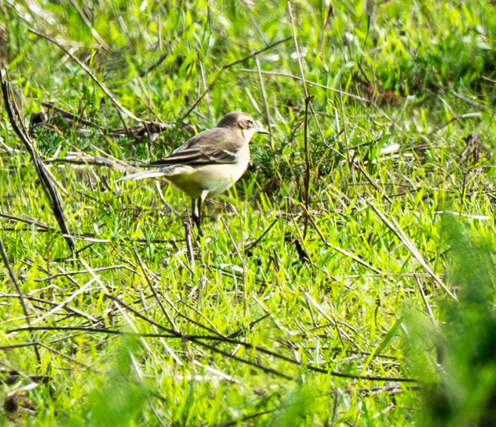 Western Yellow Wagtail - ML626090237