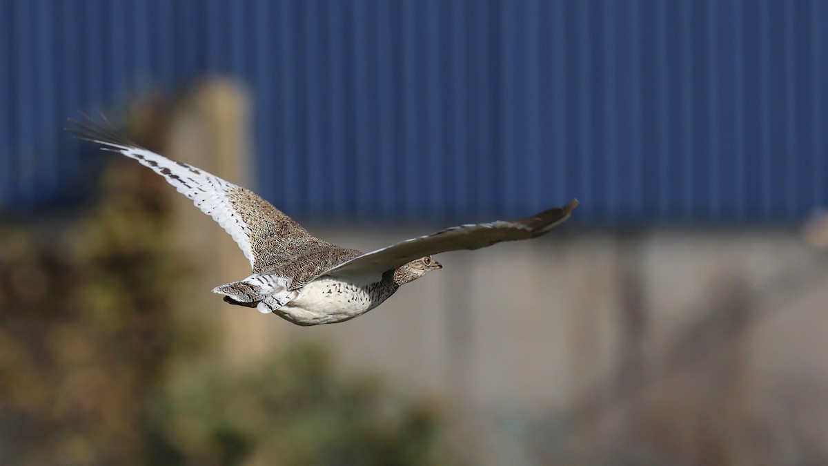 drop malý - ML626090295