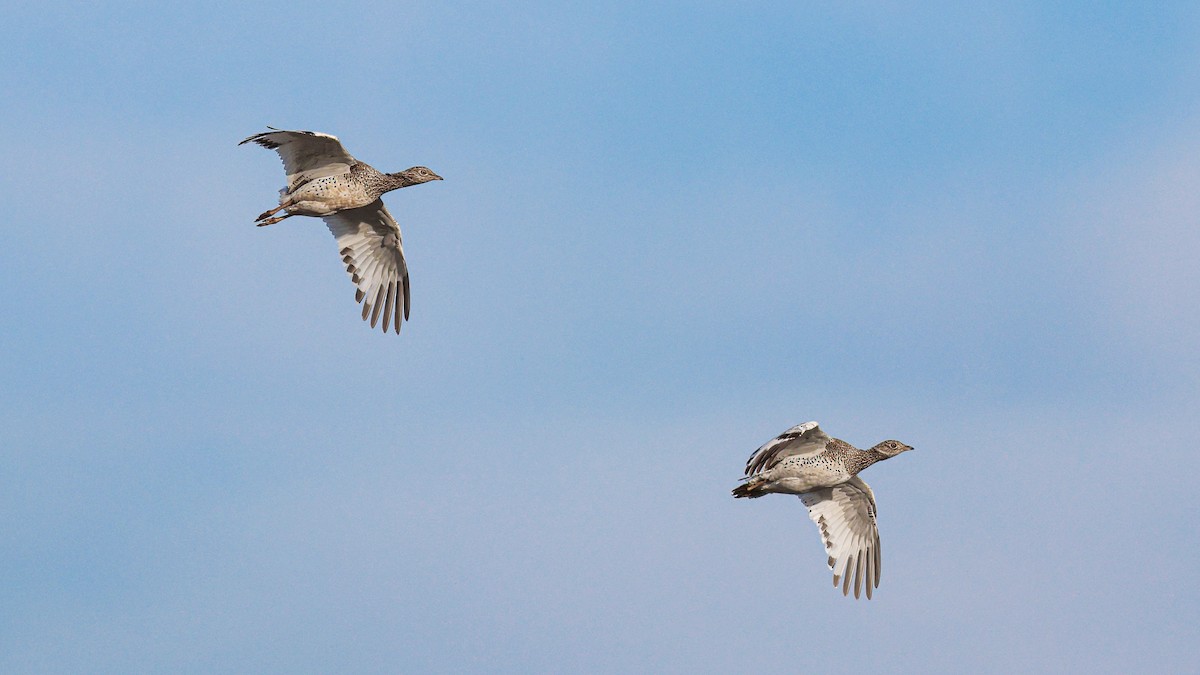 drop malý - ML626090296
