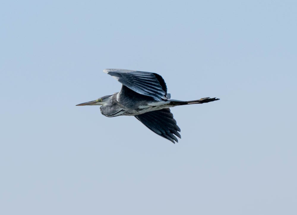 Gray Heron - ML626090372