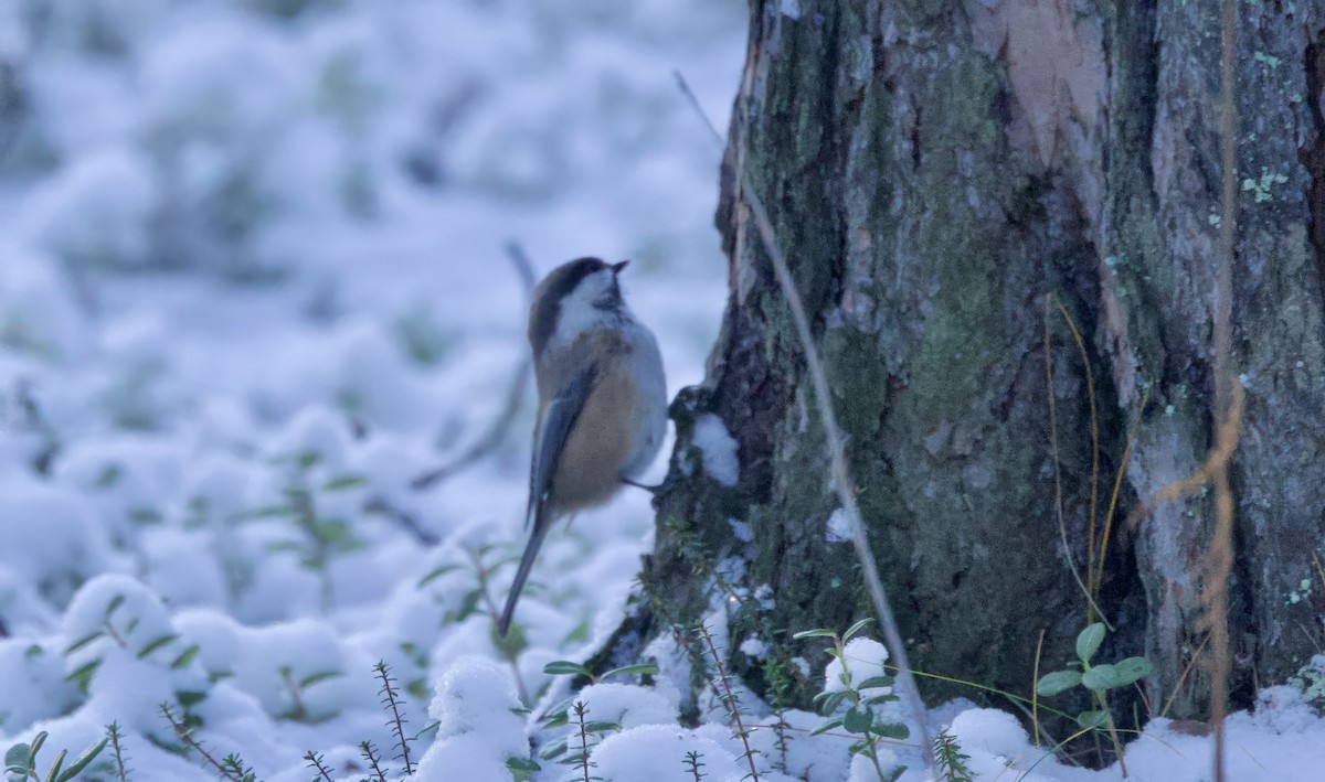 Gray-headed Chickadee - ML626090416