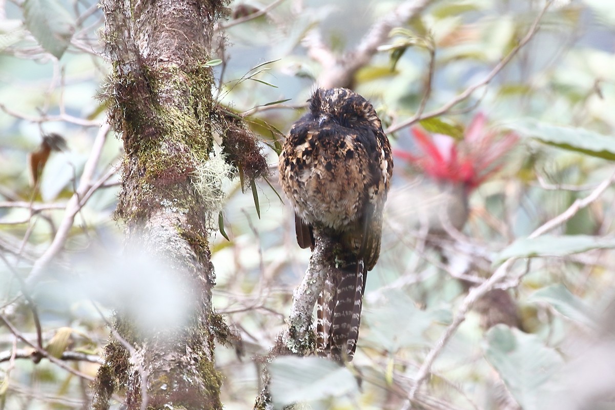 Andean Potoo - ML626090485