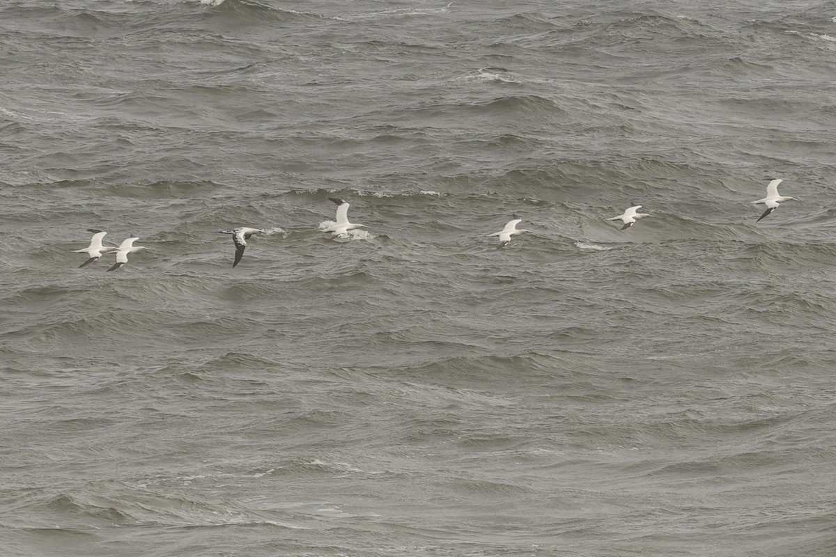 Northern Gannet - ML626090628