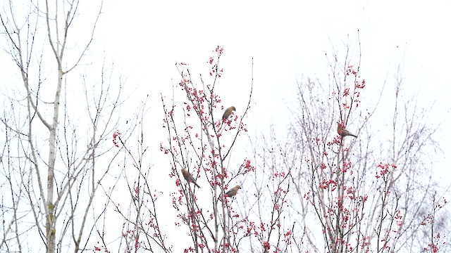Нарсны шүршүү - ML626091093