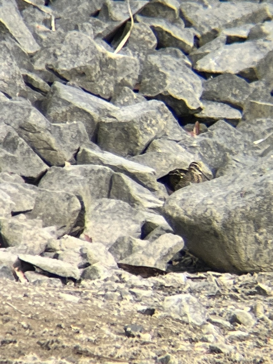 Wilson's Snipe - ML626091350