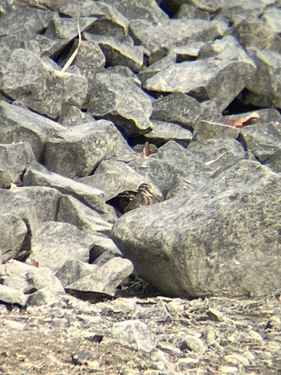 Wilson's Snipe - ML626091351
