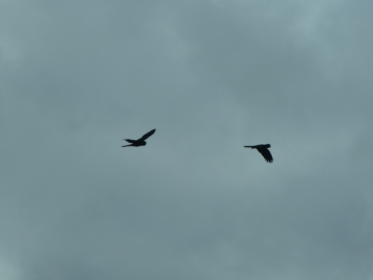 Yellow-tailed Black-Cockatoo - ML626091718