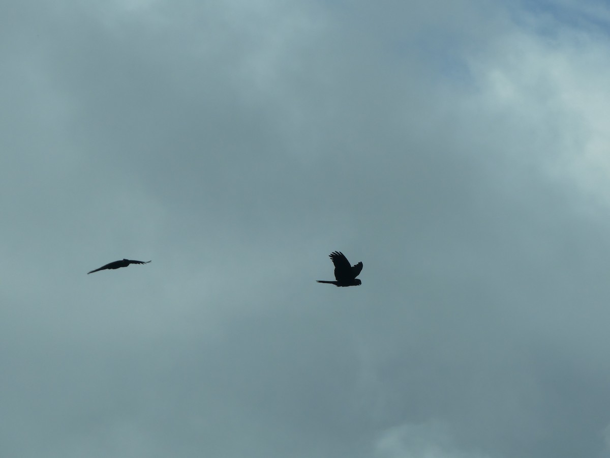 Yellow-tailed Black-Cockatoo - ML626091719