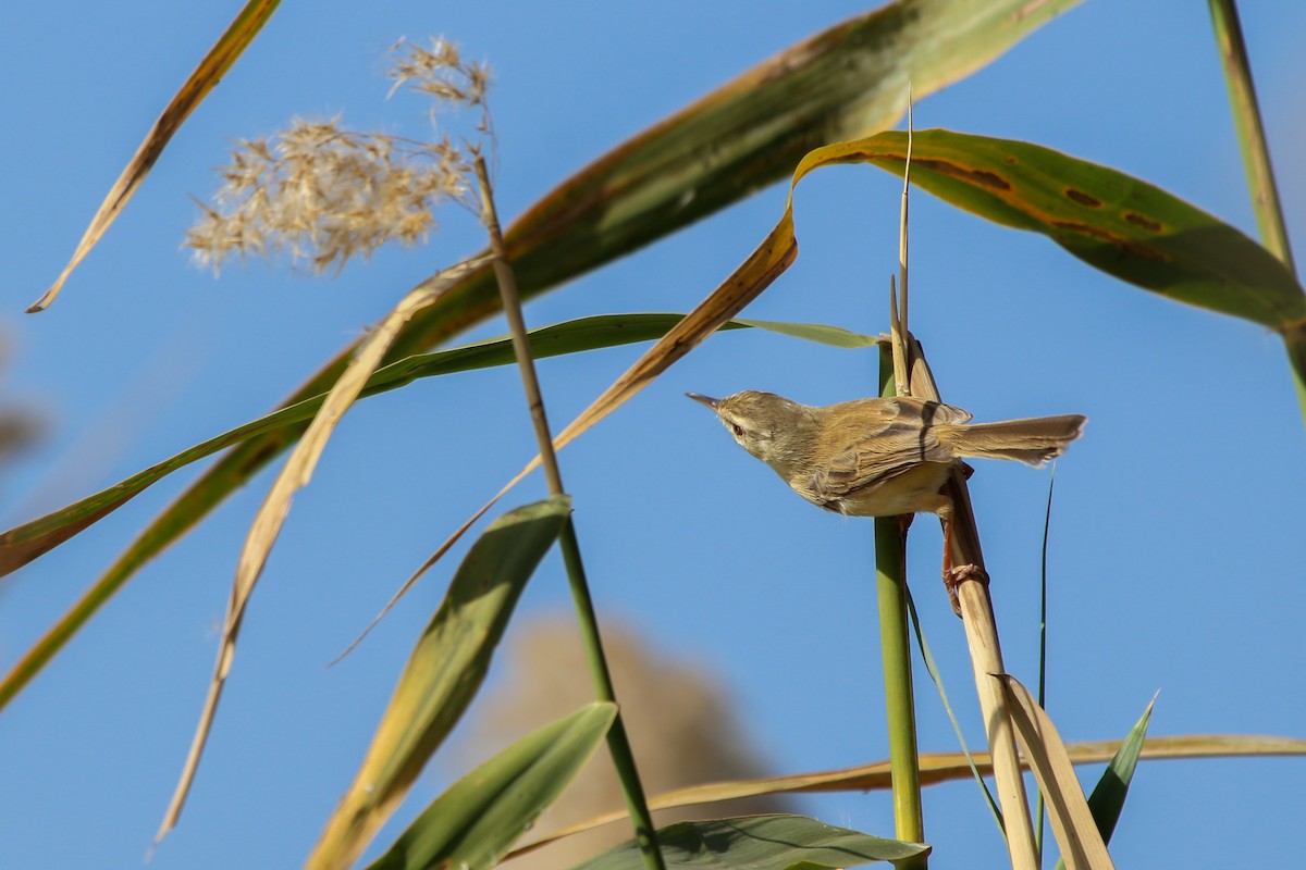 vannprinia - ML626091826