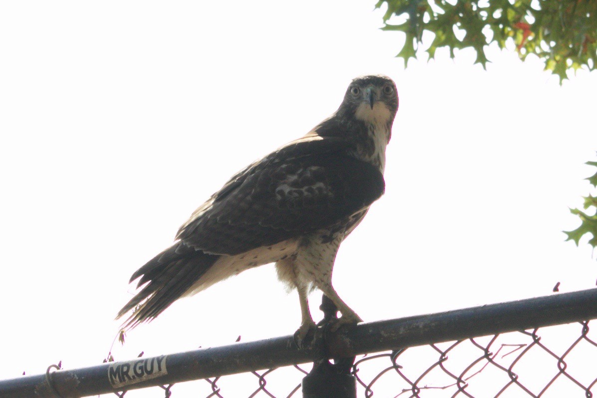 Red-tailed Hawk - ML626091857