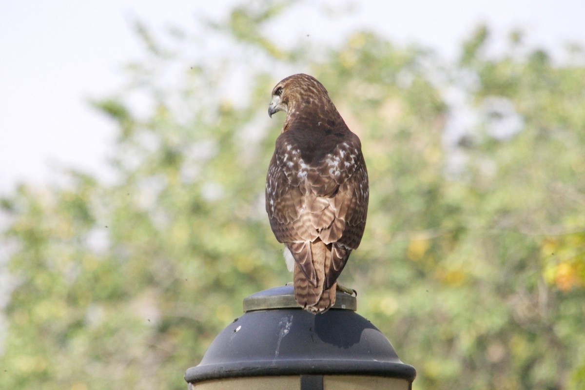 Red-tailed Hawk - ML626091858