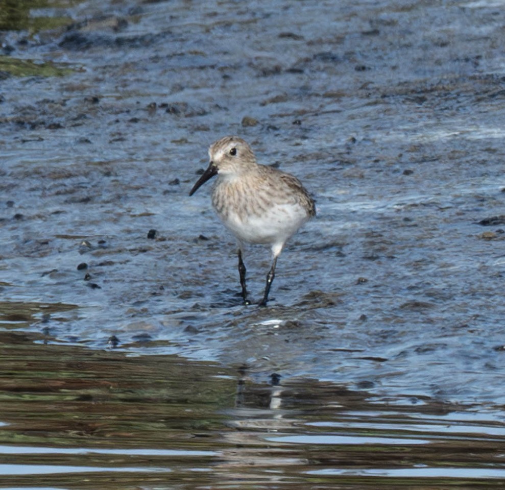 Dunlin - ML626091898