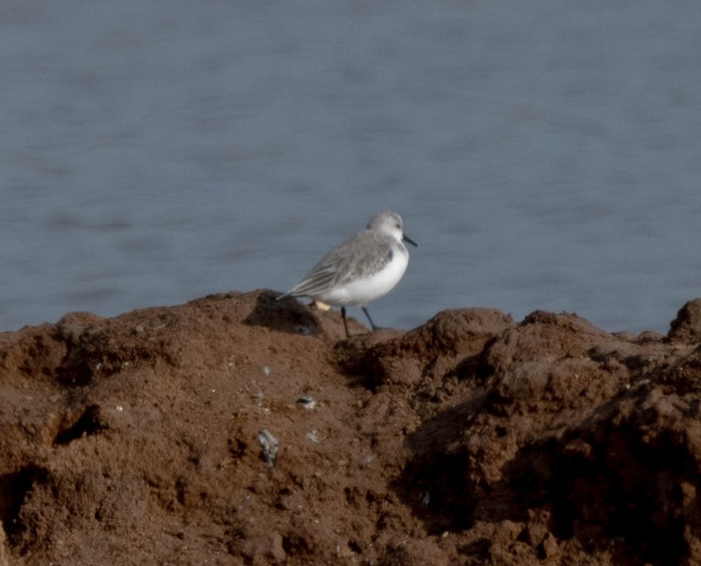 Sanderling - ML626091922