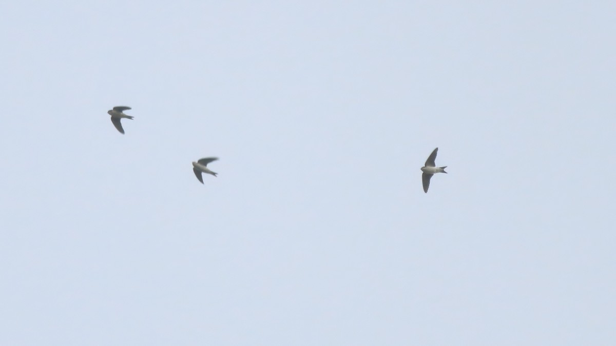 Western House-Martin - ML626092119