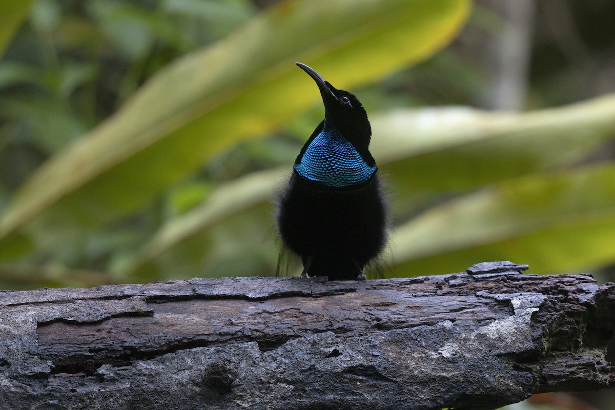 Magnificent Riflebird - ML626092127