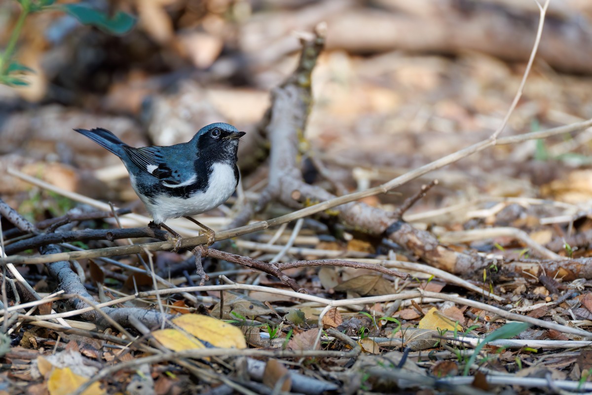 Black-throated Blue Warbler - ML626092398