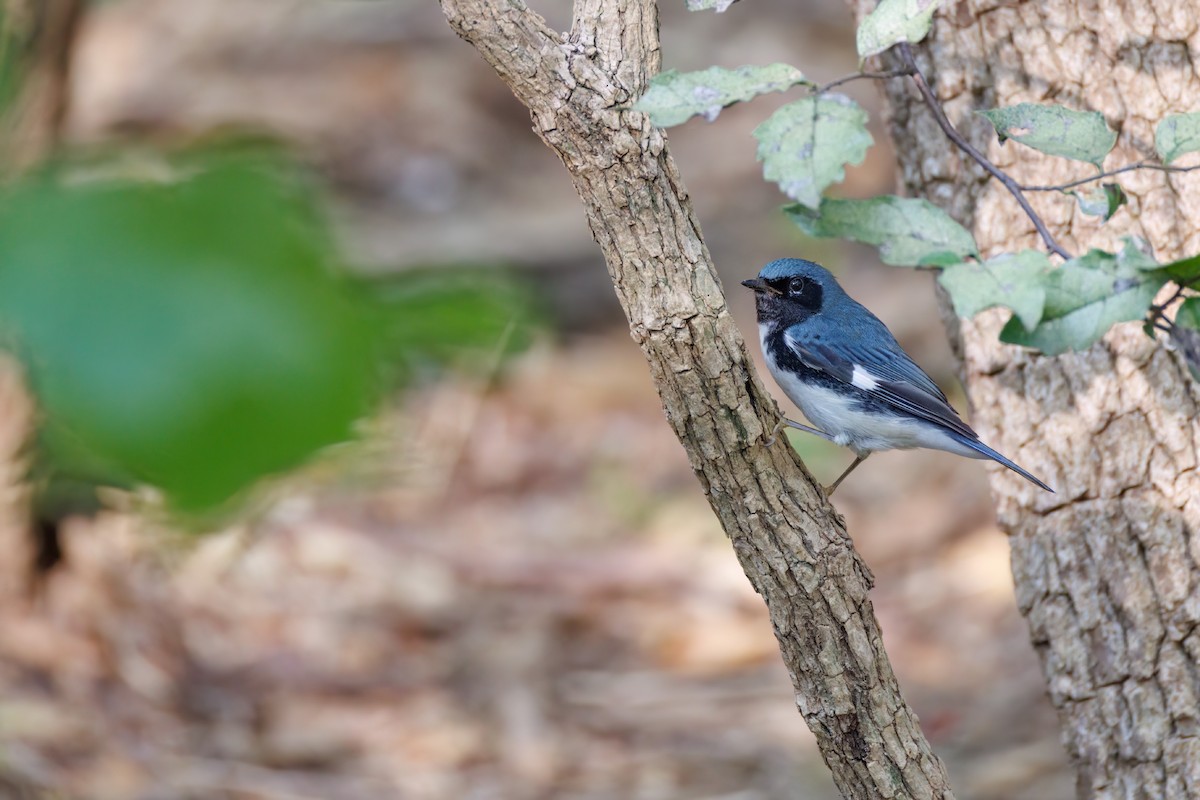 Black-throated Blue Warbler - ML626092399