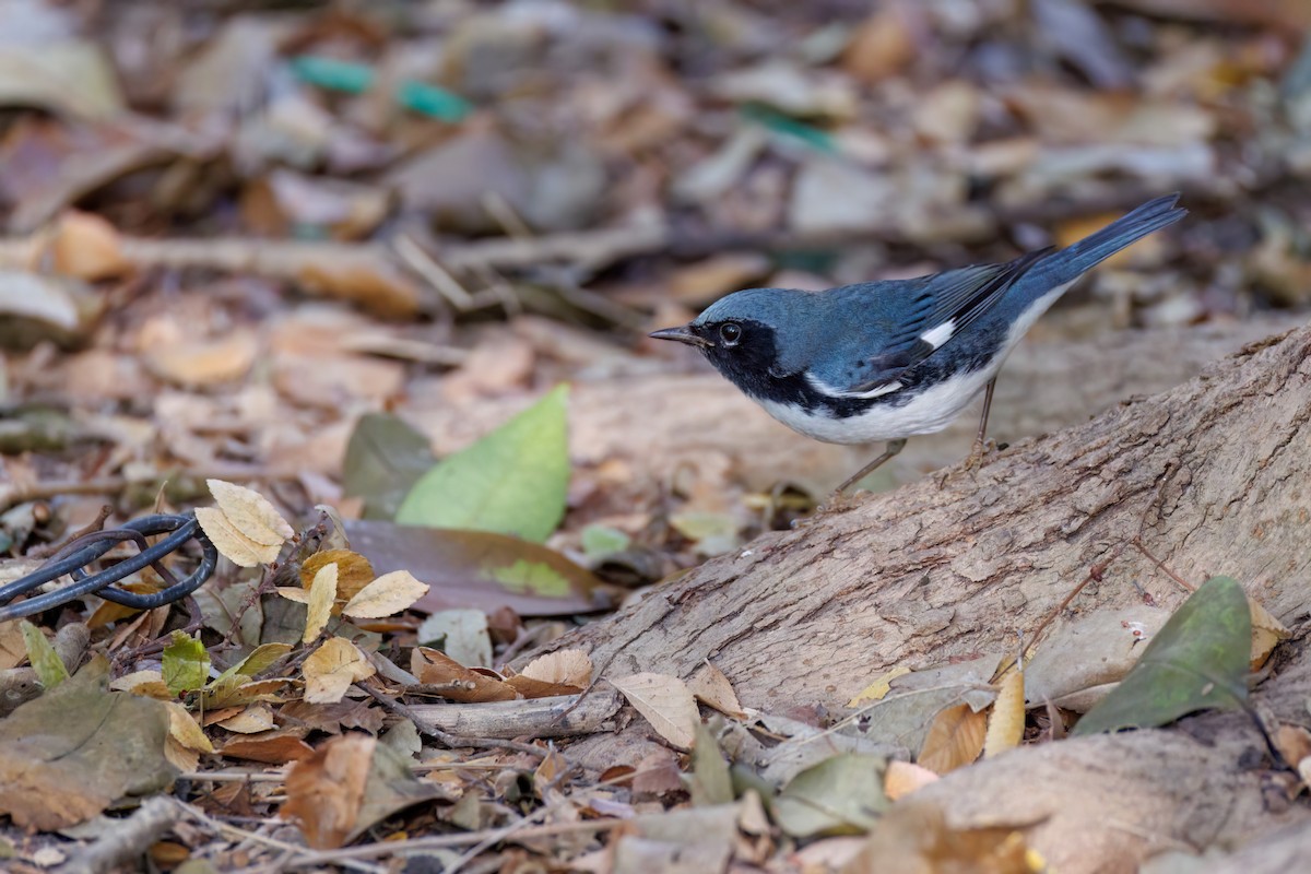 Black-throated Blue Warbler - ML626092400
