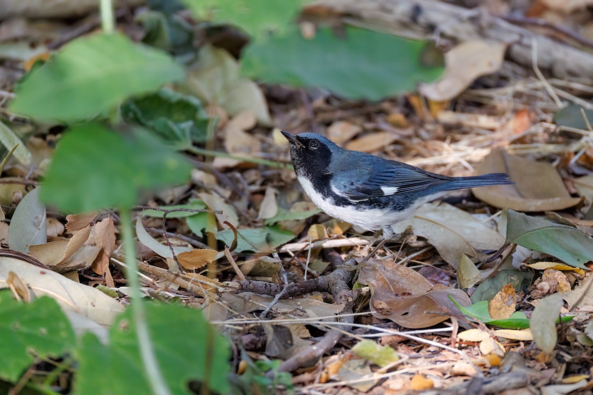 Black-throated Blue Warbler - ML626092401