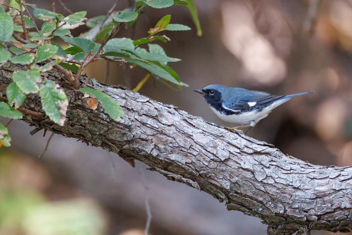 Black-throated Blue Warbler - ML626092402