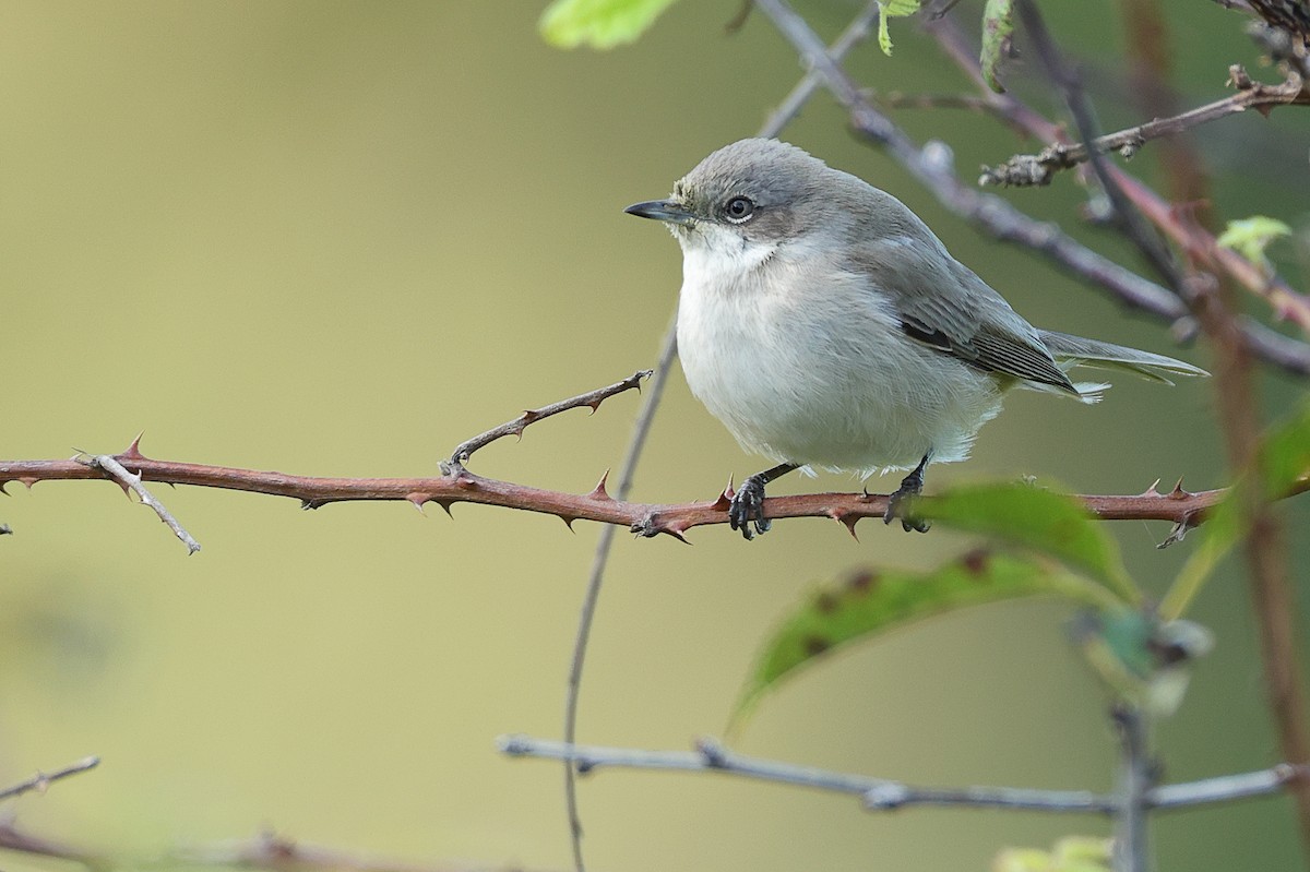 Lesser Whitethroat - ML626092416