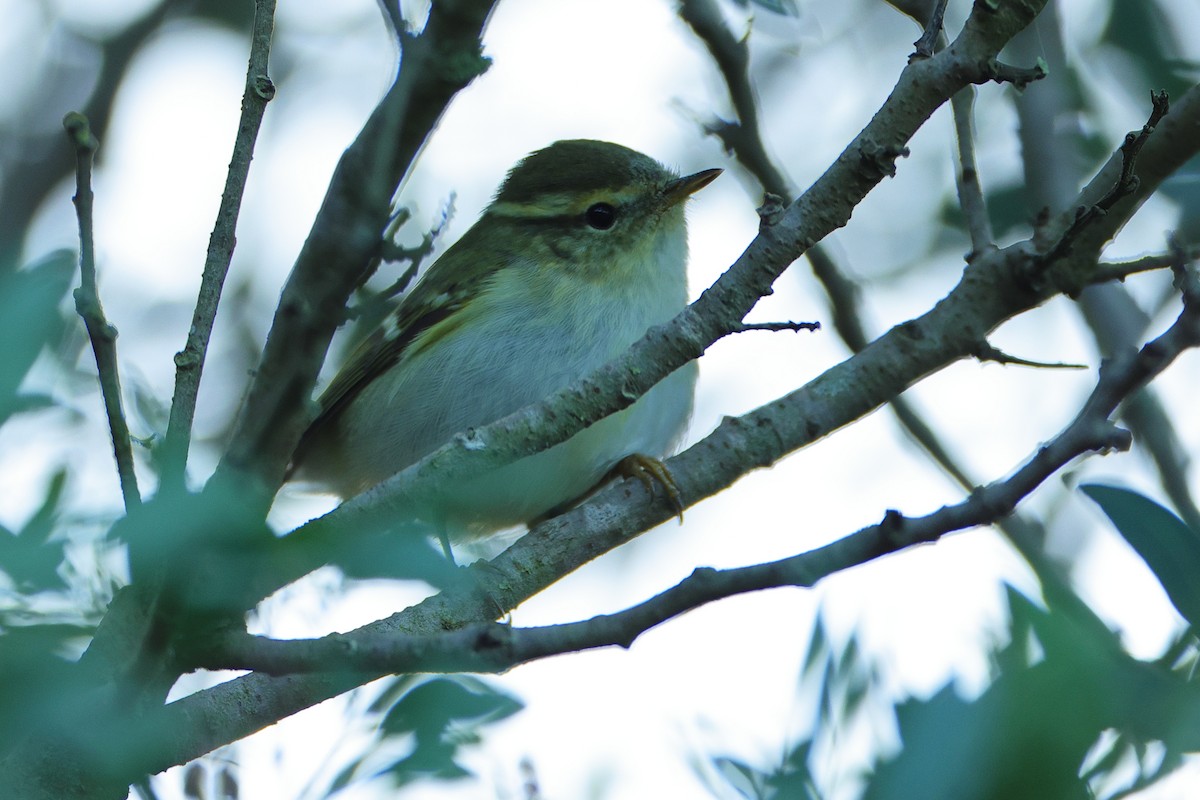 Yellow-browed Warbler - ML626092422