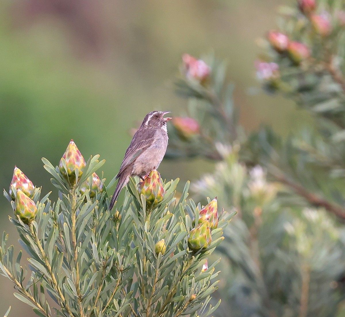 Streaky-headed Seedeater - ML626092737