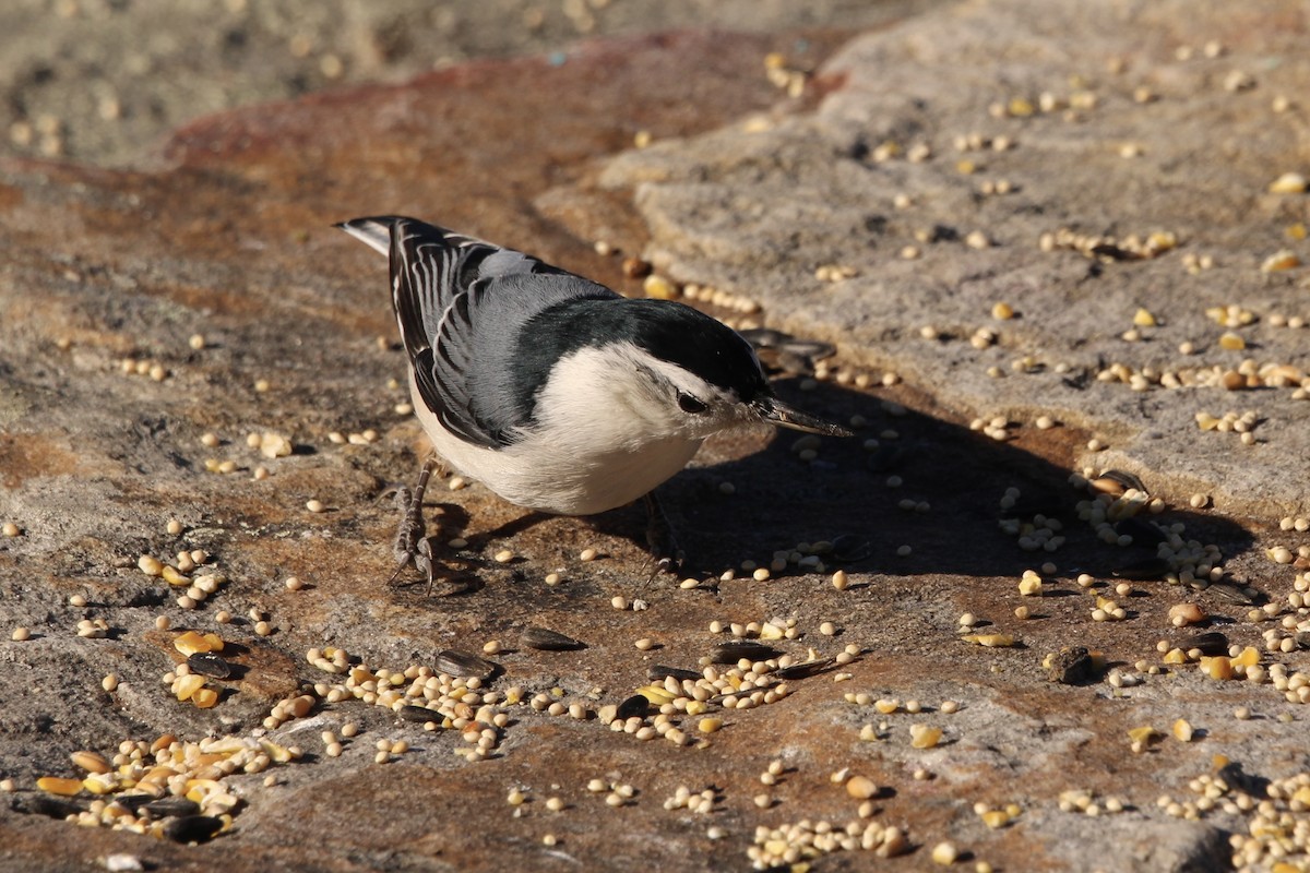 White-breasted Nuthatch - ML626092759