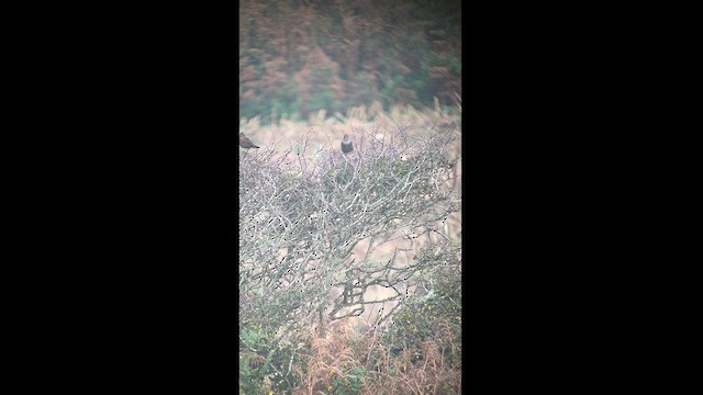 Ring Ouzel - ML626092919