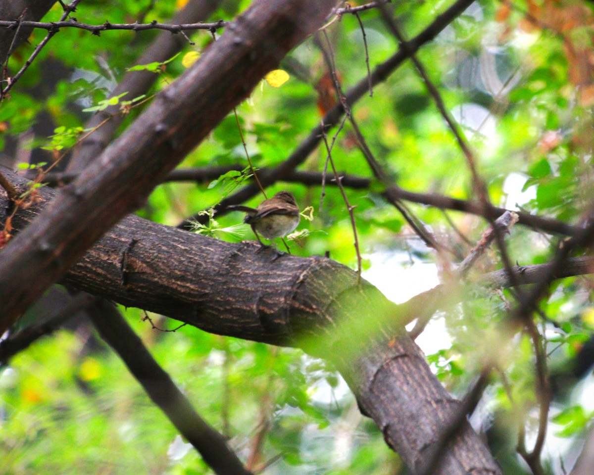 Fulvous-faced Scrub-Tyrant - ML626093064