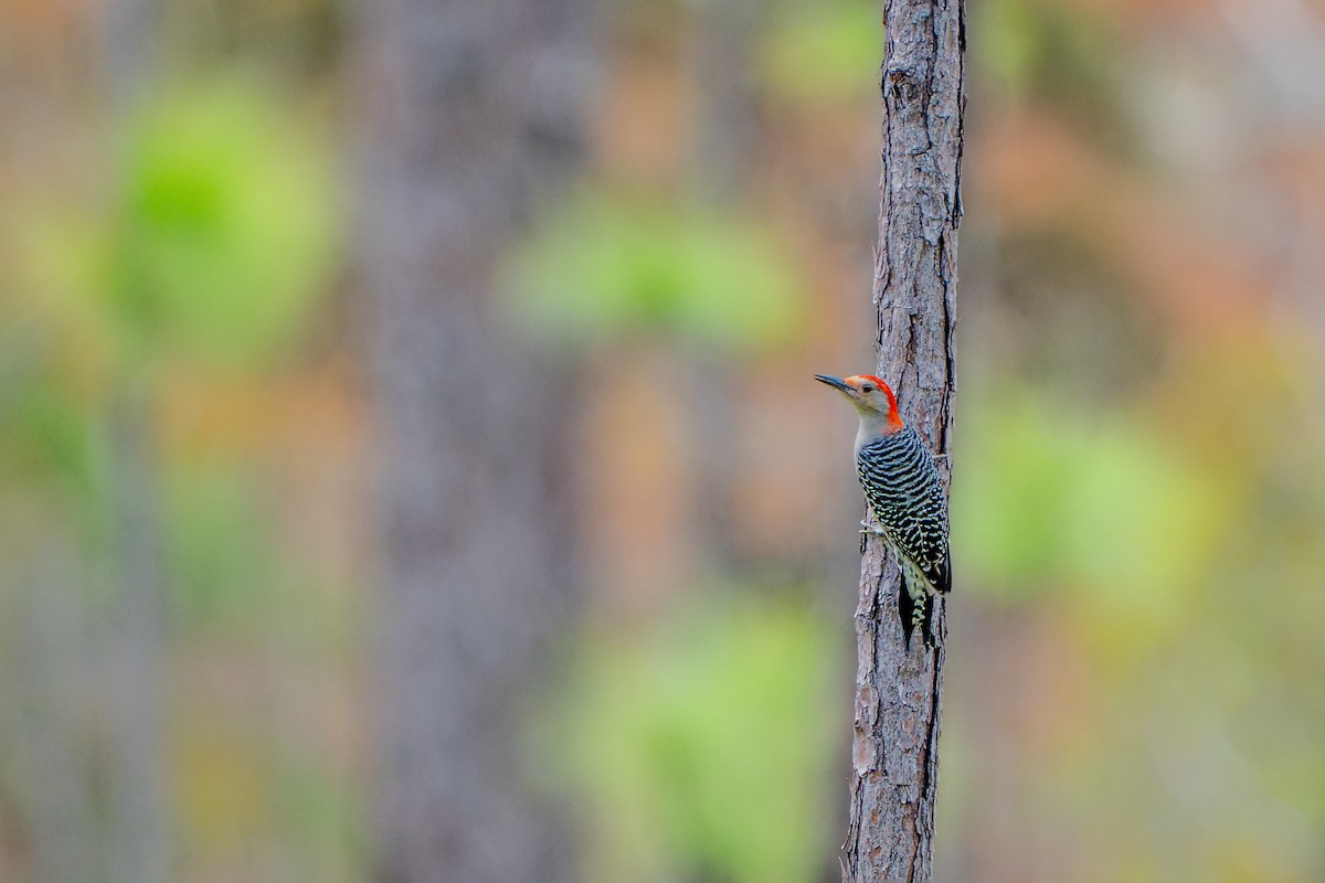 Red-bellied Woodpecker - ML626093443